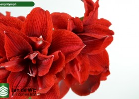 hippeastrum Chernym ® (3)